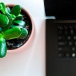 Plantas ideales para tu oficina y su función