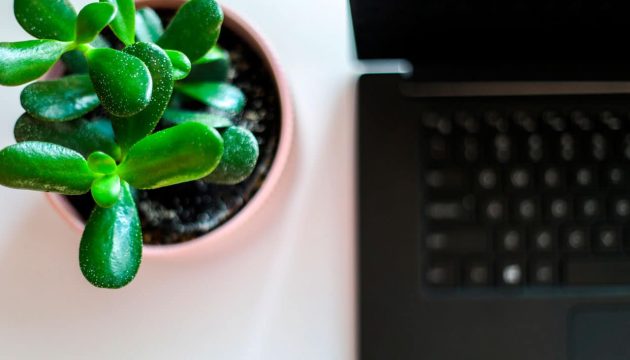 Plantas ideales para tu oficina y su función