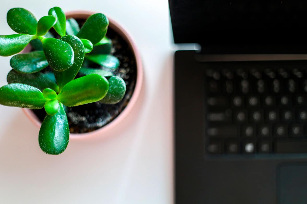 Plantas ideales para tu oficina y su función
